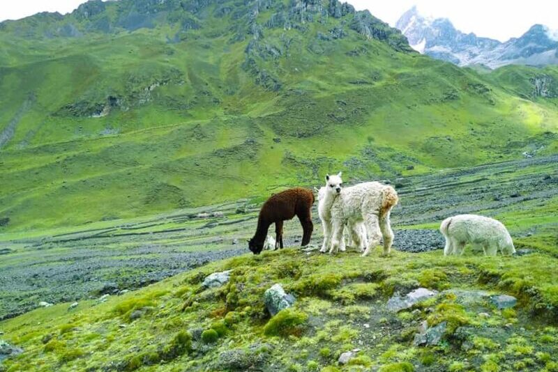 alpacas in the lares trek | lares trek and short inca trail