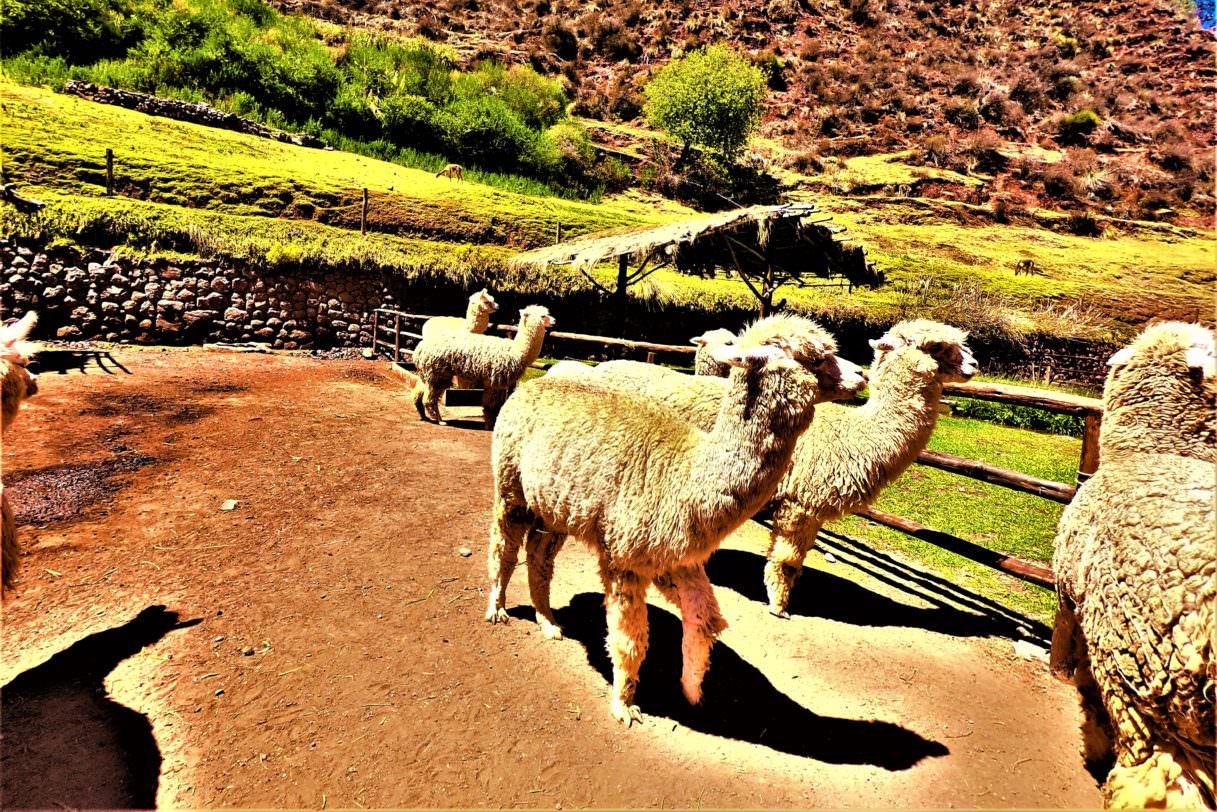Awanacancha Llama Alpaca center - Sacred Valley