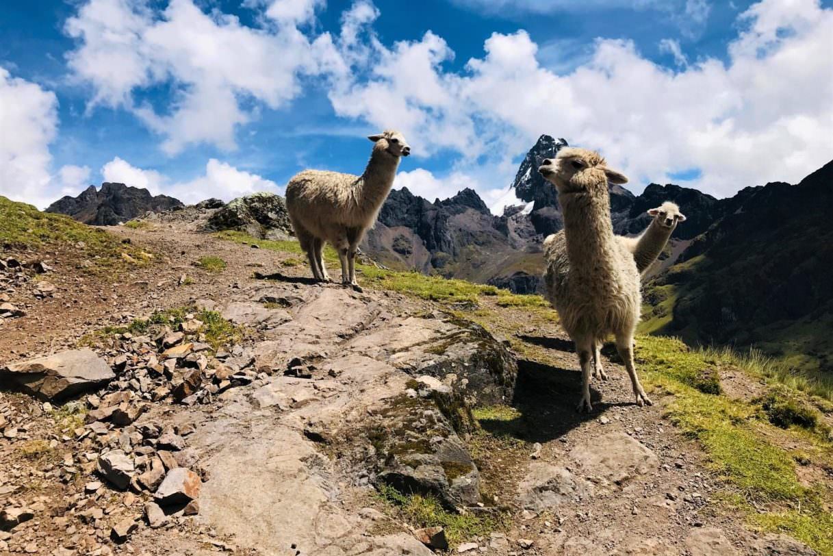 Alpacas in the Andes